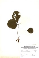 藏品(草莓)的圖片